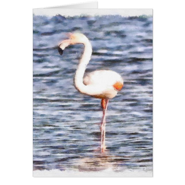 Wild Flamingo (Voorkant)