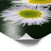 Wild Fleabane Daisy Flower 8x10 Foto Afdruk (Hoek)