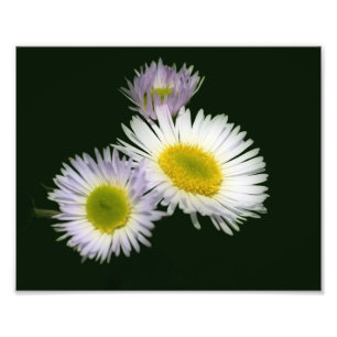Wild Fleabane Daisy Flower 8x10 Foto Afdruk