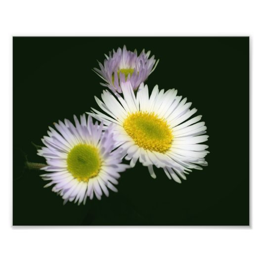 Wild Fleabane Daisy Flower 8x10 Foto Afdruk (Voorkant)
