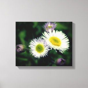 Wild Fleabane Daisy Flower Close Canvas Afdruk