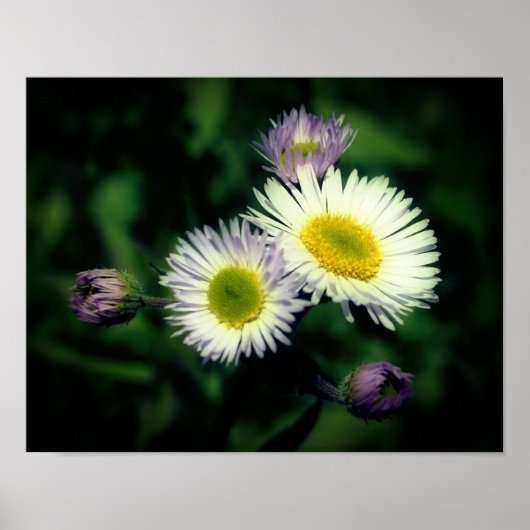 Wild Fleabane Daisy Flower Close Poster (Voorkant)