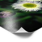 Wild Fleabane Daisy Flower Close Up 8x10 Foto Afdruk (Hoek)