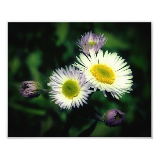 Wild Fleabane Daisy Flower Close Up 8x10 Foto Afdruk (Voorkant)