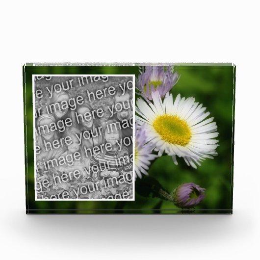 Wild Fleabane Daisy Flower Creëer Uw Eigen Fotoblokken (Voorkant)