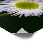 Wild Fleabane Daisy Flower Poster (Hoek)
