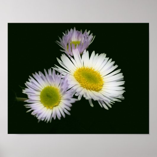 Wild Fleabane Daisy Flower Poster (Voorkant)