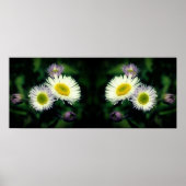 Wild Fleabane Daisy Flowers Spiegel Abstract Poster (Voorkant)