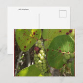 Wild Florida Zee Grapes Post Card Briefkaart (Voorkant / Achterkant)
