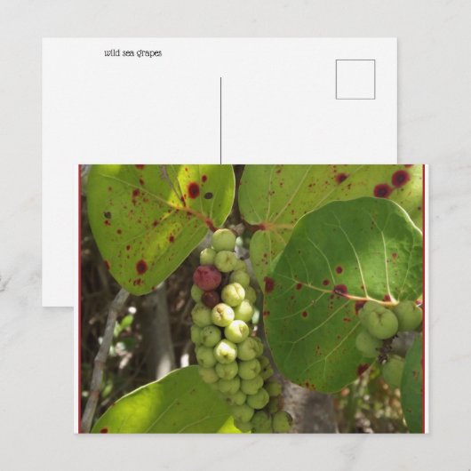 Wild Florida Zee Grapes Post Card Briefkaart (Voorkant / Achterkant)
