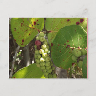 Wild Florida Zee Grapes Post Card Briefkaart
