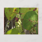 Wild Florida Zee Grapes Post Card Briefkaart (Voorkant)