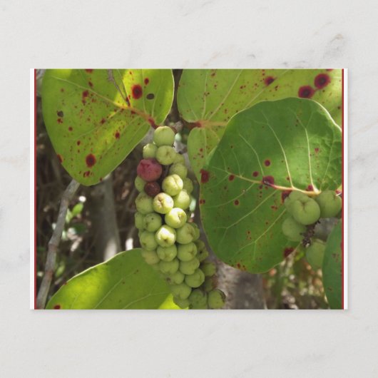Wild Florida Zee Grapes Post Card Briefkaart (Voorkant)