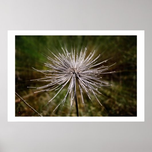 Wild flower poster (Voorkant)