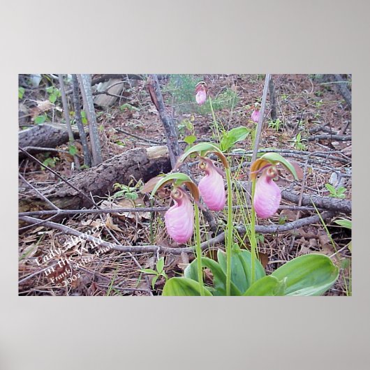 Wild Flowers Lady Slippers Poster (Voorkant)