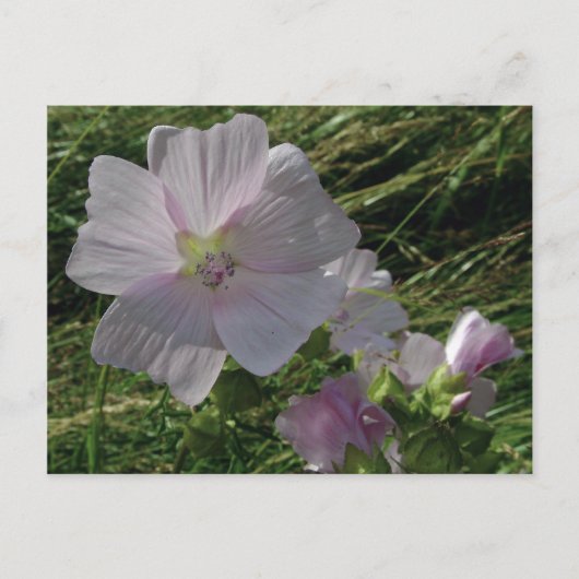Wild Flowers No. 3 | BRIEFKAARTEN (Voorkant)