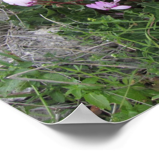 Wild Flowers Poster (Hoek)