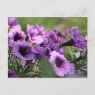 Wild Flowers S. Texas Briefkaart