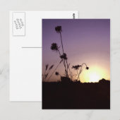 Wild Flowers Sunset Briefkaart (Voorkant / Achterkant)
