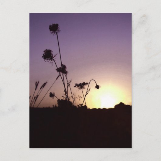 Wild Flowers Sunset Briefkaart (Voorkant)