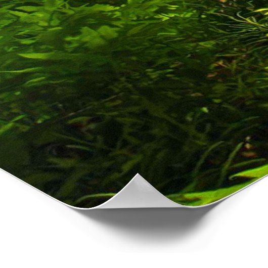 Wild Forest Ferns Poster (Hoek)