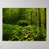 Wild Forest Ferns Poster (Voorkant)