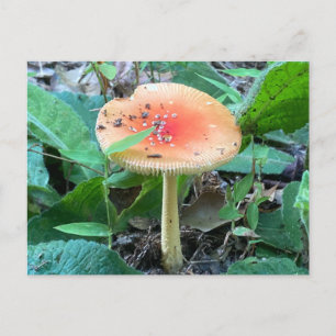 Wild Forest Mushroom Zomer Natuur Briefkaart