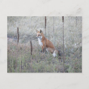 Wild Fox Briefkaart