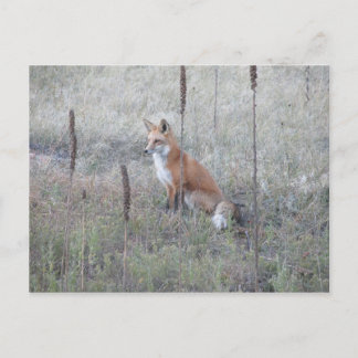 Wild Fox Briefkaart