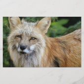 Wild Fox Briefpapier (Voorkant)