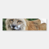Wild Fox Bumpersticker (Voorkant)