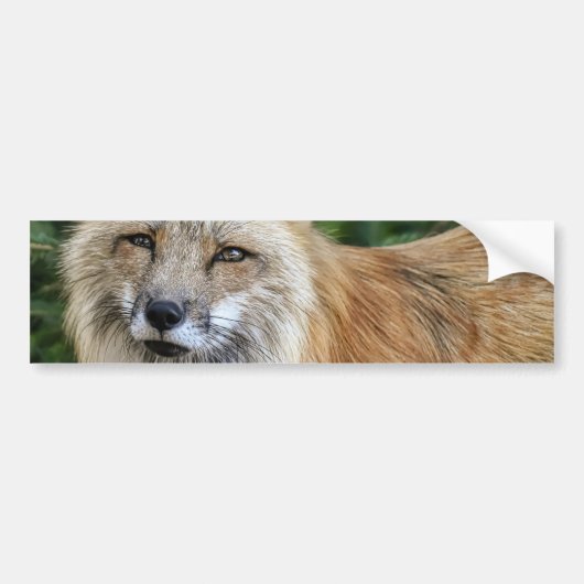 Wild Fox Bumpersticker (Voorkant)