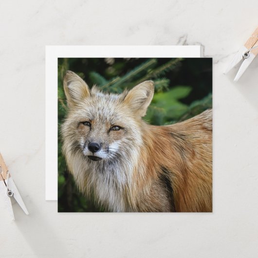 Wild Fox Kaart (Voorkant / Achterkant in situ)