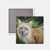 Wild Fox Magneet (Voorkant / Achterkant)