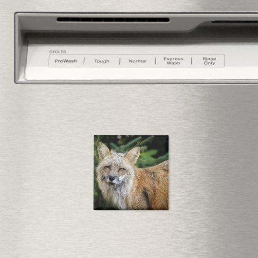 Wild Fox Magneet (Insitu (Vaatwasser))