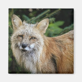 Wild Fox Magneet (Voorkant)