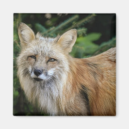 Wild Fox Magneet