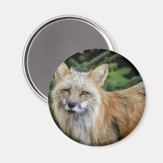 Wild Fox Magneet (Voorkant / Achterkant)