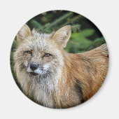 Wild Fox Magneet (Voorkant)