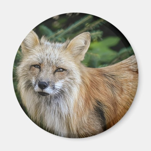 Wild Fox Magneet (Voorkant)