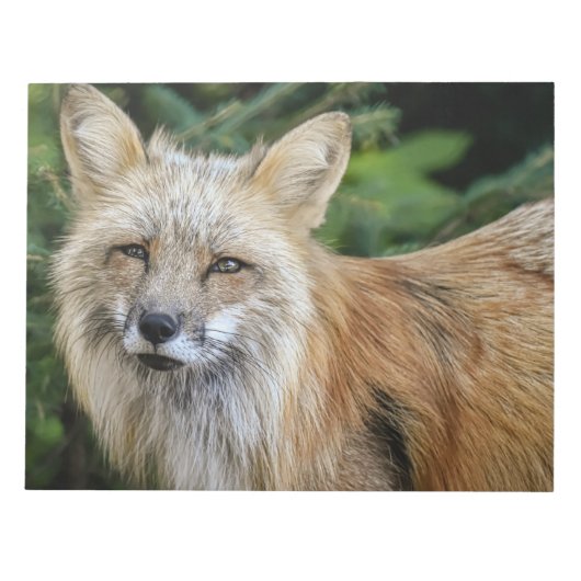 Wild Fox Notitieblok (Voorkant)