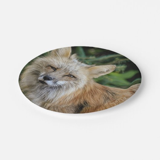 Wild Fox Papieren Bordje (Gekanteld)