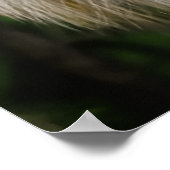 Wild Fox Poster (Hoek)