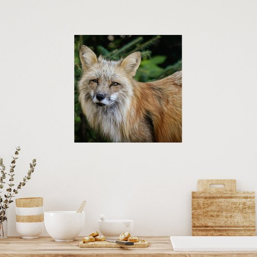 Wild Fox Poster (Keuken)