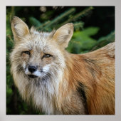 Wild Fox Poster (Voorkant)