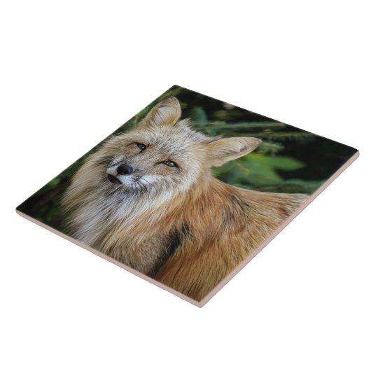 Wild Fox Tegeltje (Zijkant)