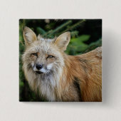 Wild Fox Vierkante Button 5,1 Cm (Voorkant)