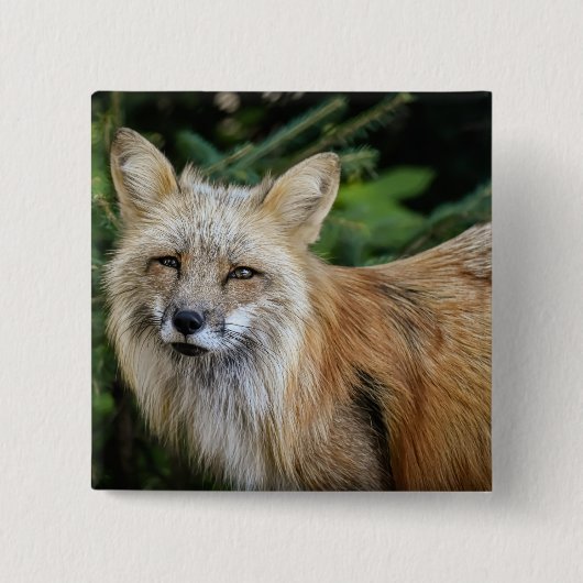 Wild Fox Vierkante Button 5,1 Cm (Voorkant)