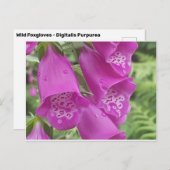 Wild Foxgloves - Digitalis Purpurea Briefkaart (Voorkant / Achterkant)