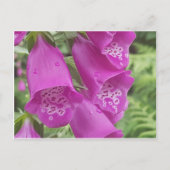 Wild Foxgloves - Digitalis Purpurea Briefkaart (Voorkant)
